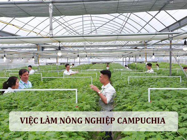 việc làm nông nghiệp tại Campuchia